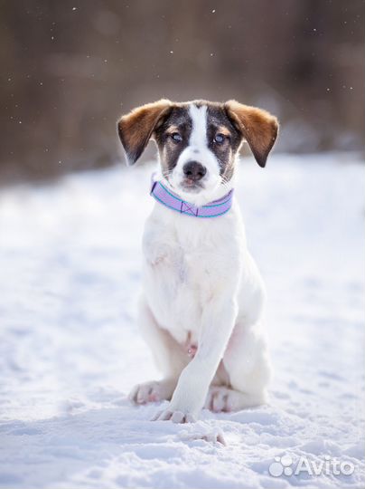 Особенный щенок