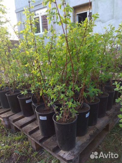 Саженцы жимолости Лазурная