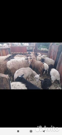 Овцы, Бараны