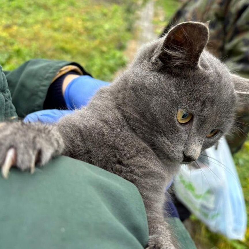 Котята в добрые руки бесплатно девочка