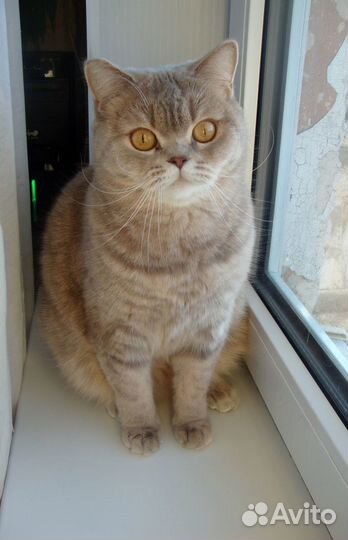 Шикарная британская кошка в дар