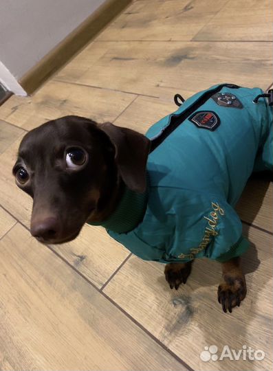 Комбинезон для таксы девочки