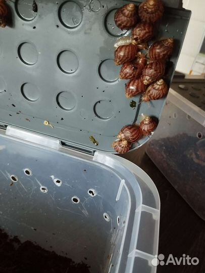 Улитята ахатины