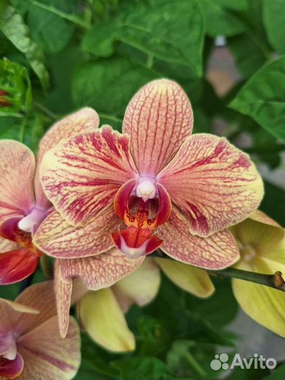 Сортовые орхидеи. Фаленопсисы - 2