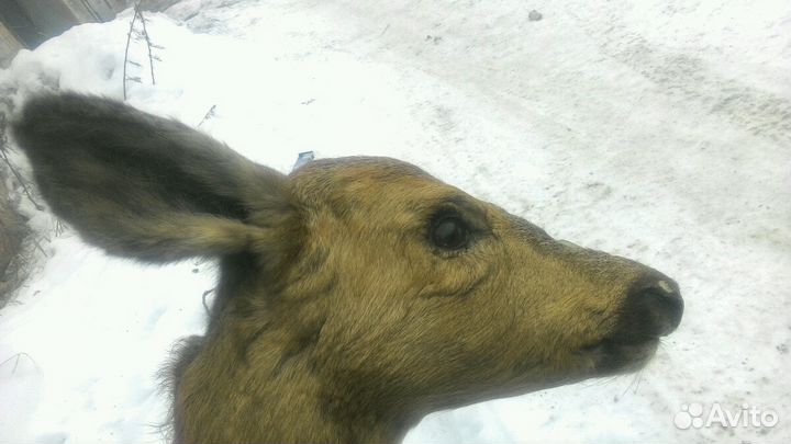 Чучело Косули