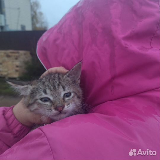 Котята