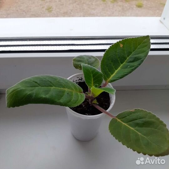 Глоксиния и тидея