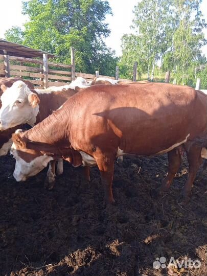 Казахская белоголовая