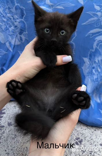 Кошка в дар