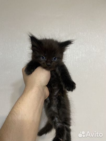 Котята Мэйн кун