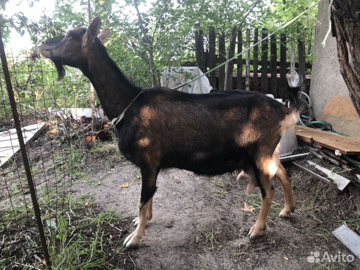 Козел, козлик чешский, альпийский, ламанча