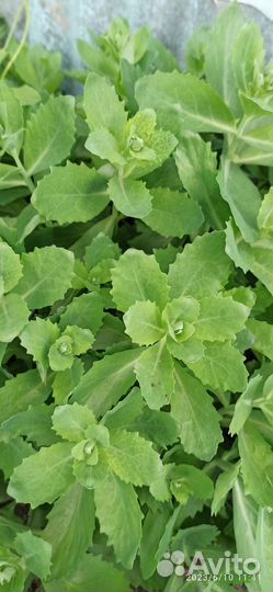 Многолетники садовые