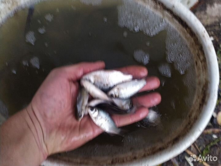 Живец карася