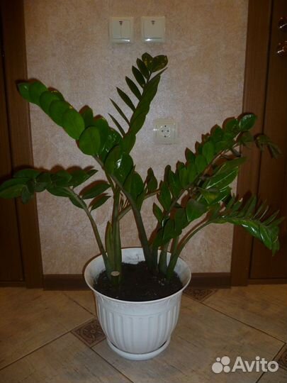 Замиокулькас- комнатное растение(долларовое дерево