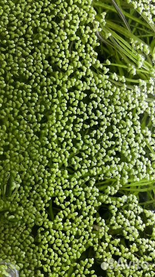 Аквариумные растения