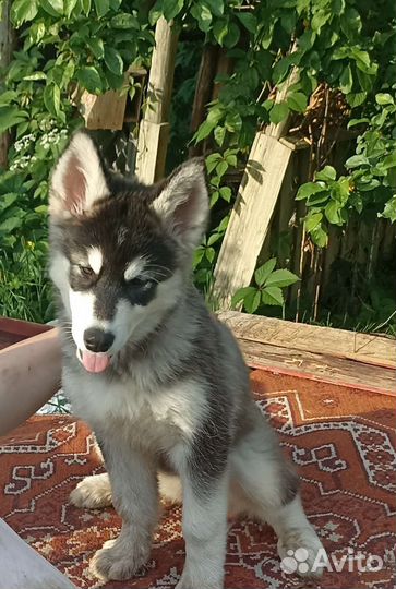 Аляскинский маламут щенки