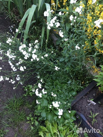 Многолетние цветы