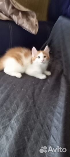 Отдам бесплатно 2 котят в хорошие руки