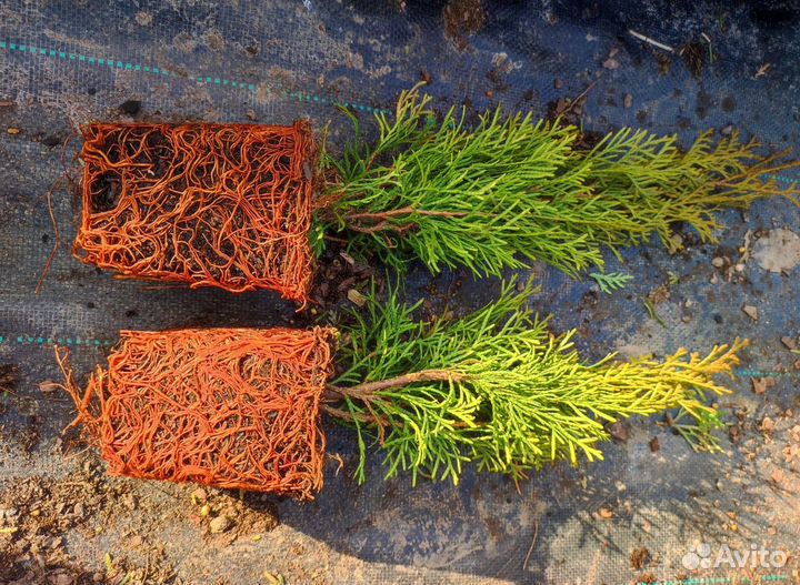 Туя Смарагд горшок Р9