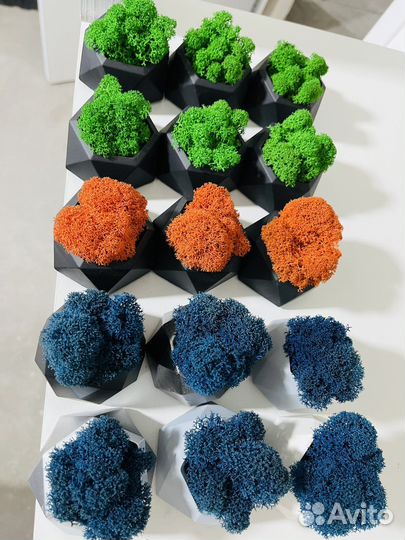 Горшочки со стабилизированным мхом