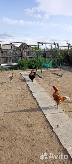 Куры и петухи