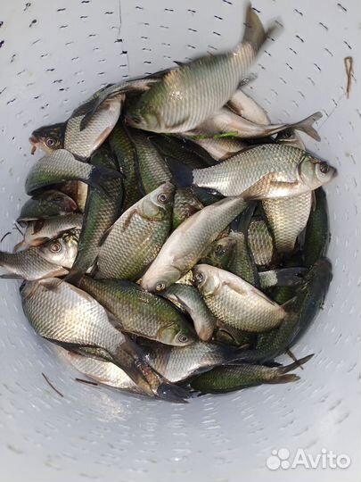 Живец карась