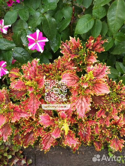 Колеусы сортовые