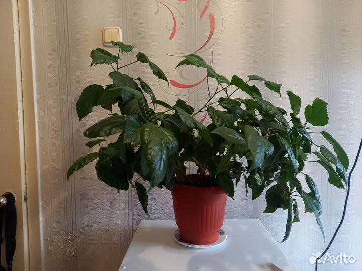 Продам Гибискус