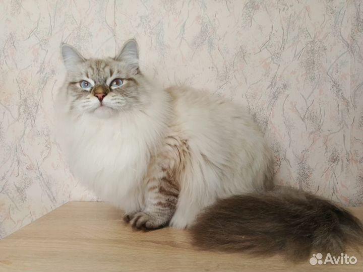 Невский котик