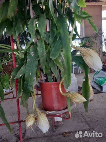 Комнатные растения цветы большие