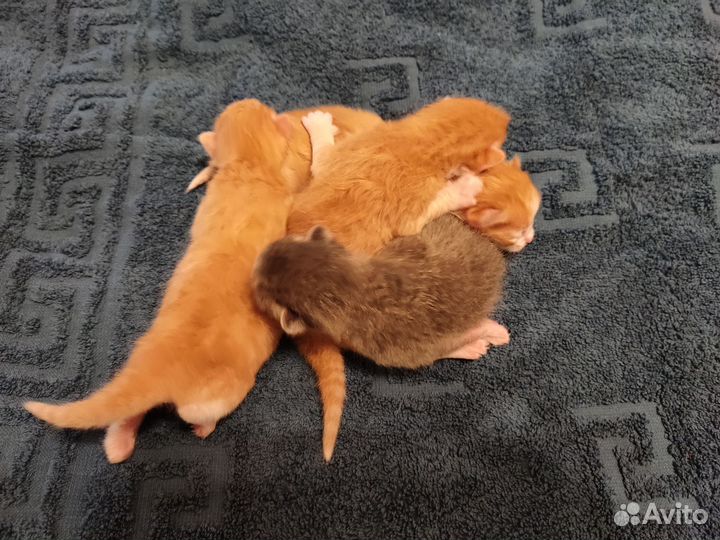 Котята