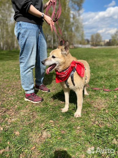 Собака из приюта. Старушка Сара