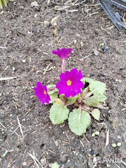 Цветы многолетники,рассада