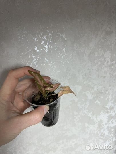 Комнатные растения