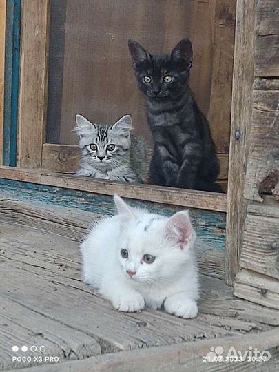 Британские котята