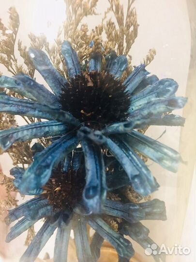 Клош стеклянный, сухоцветы