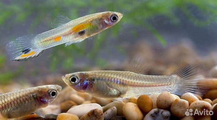 Рыба, Гуппи обыкновенная