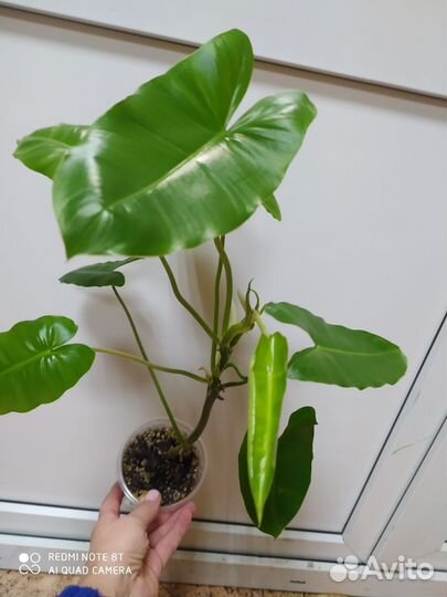 Филодендрон