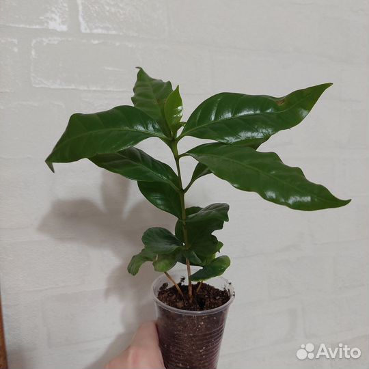 Кофейное дерево