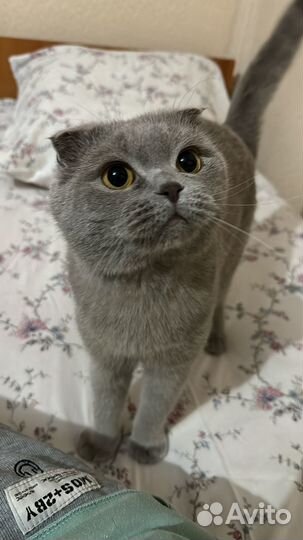 Случка с кошкой