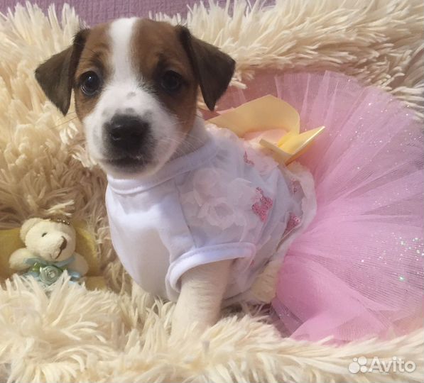 Джек рассел терьер девочки