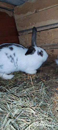 Кролики мясных пород