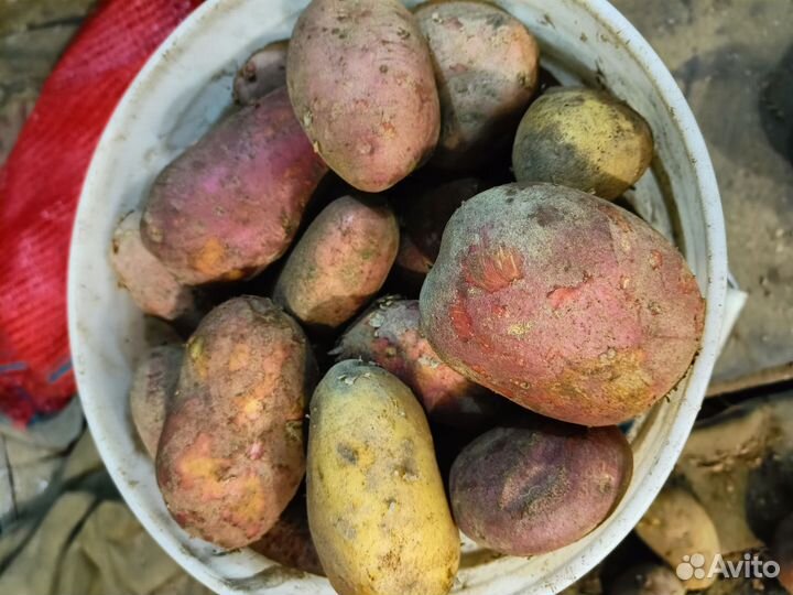 Продам картофель