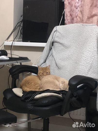 Котики бесплатно