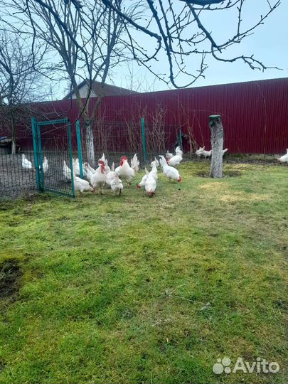 Яйцо инкубационное