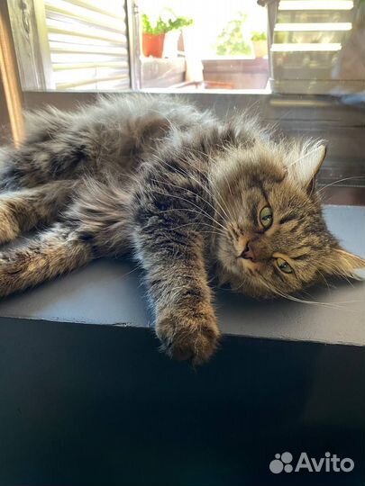 В добрые руки