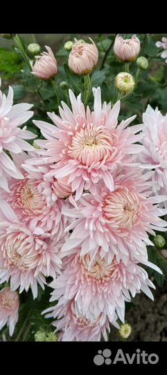 Хризантема корейская