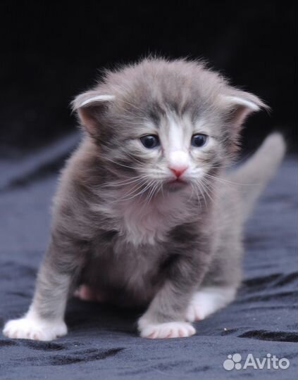 Норвежские лесные котята - домашний питомник