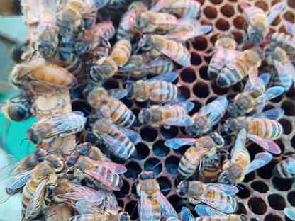 Матки пчелиные