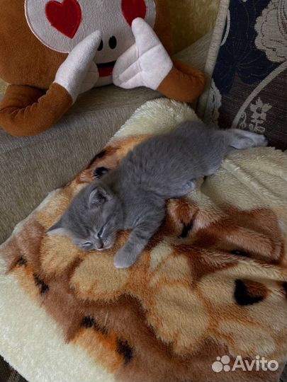 Британский комочек счастья